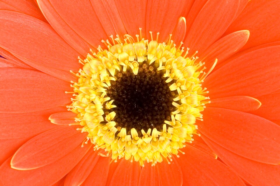 Close close-up color