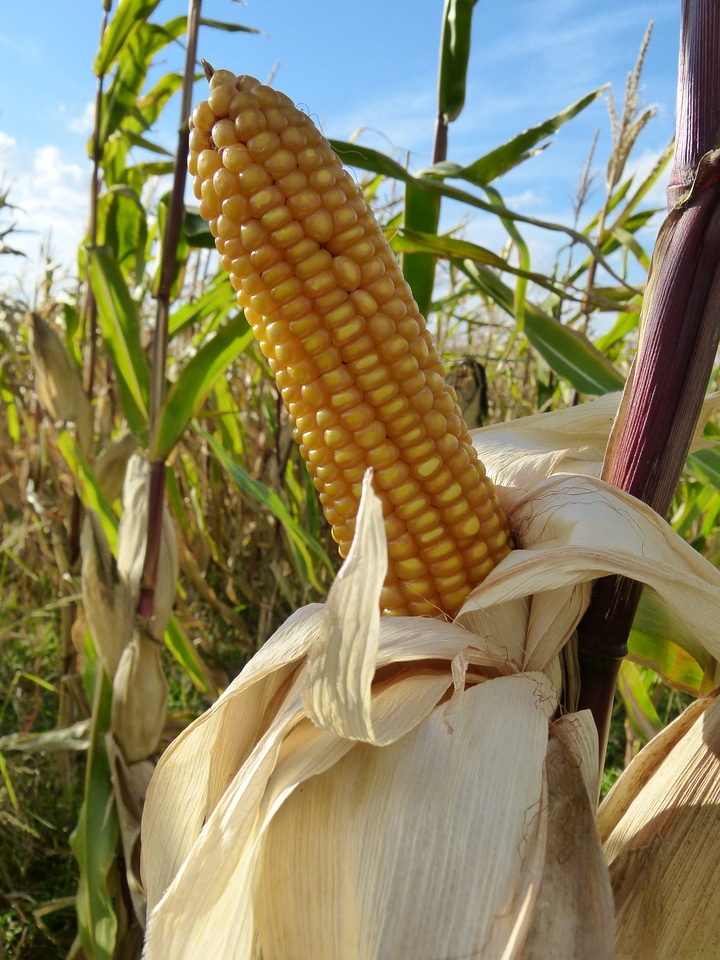 Corn kernels food eat