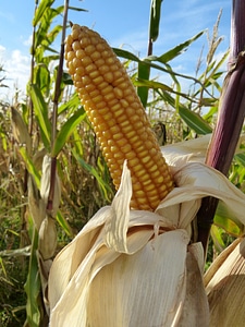 Corn kernels food eat