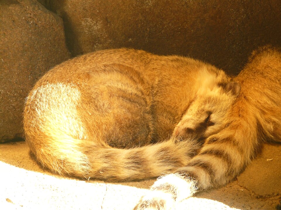 Fur creature predator