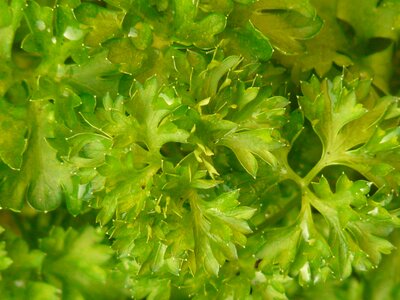 Medicinal plant spicy garden
