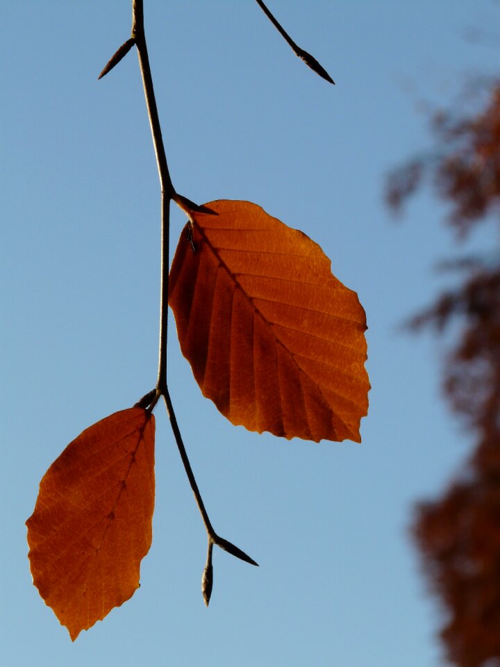 Both beech fagus sylvatica