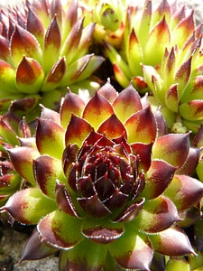 Alpine houseleek houseleek thick sheet greenhouse photo