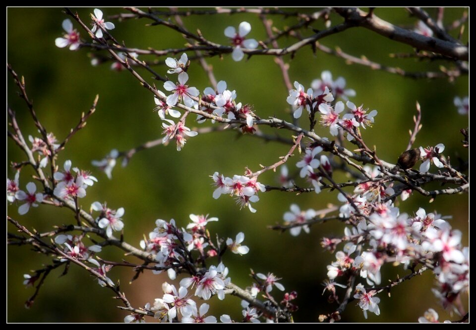Branch tree