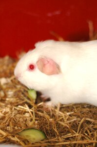 Rodent pet fluffy photo