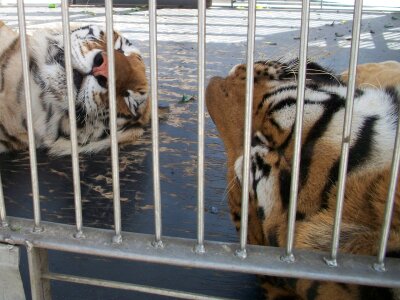 Tigers stripes striped