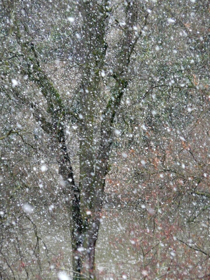 Blizzard winter flake