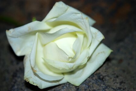 Flora flowers pure