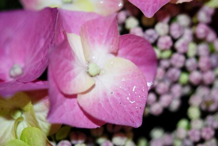 Drops plant nature photo