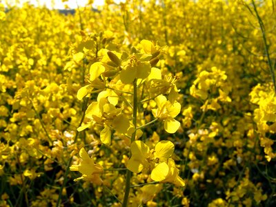Oilseed rape field of rapeseeds yellow