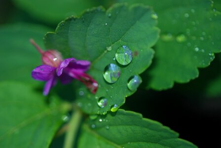 Ornamental garden-lunaria garden
