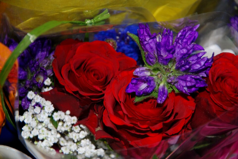 Lilac rose drops