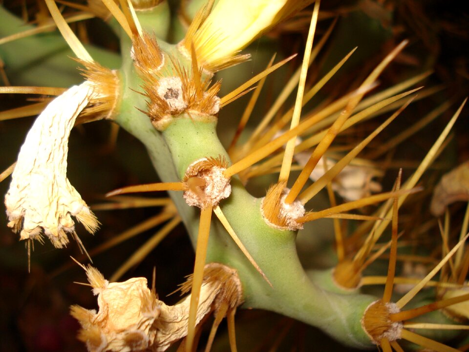 Arizona plant desert