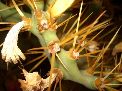 Arizona plant desert