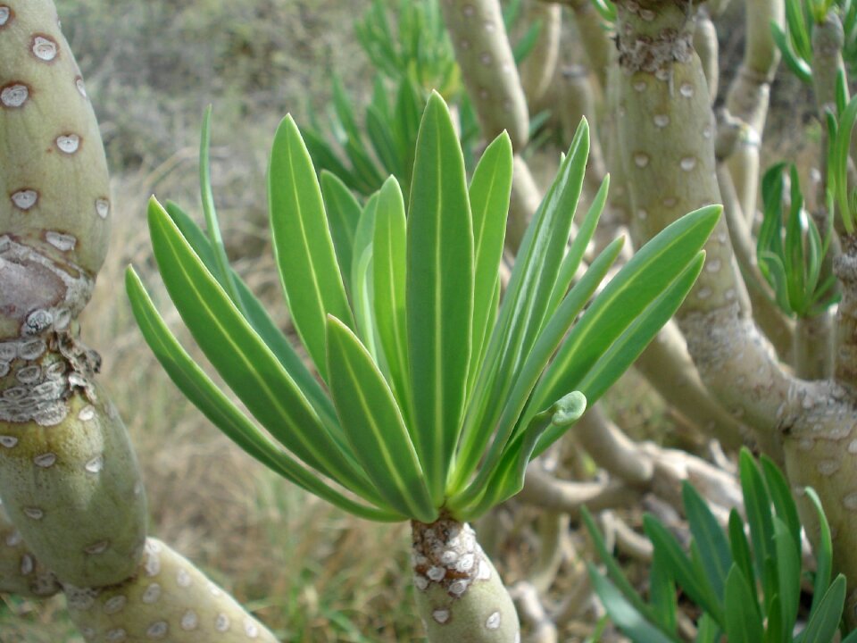 Arizona flower plant