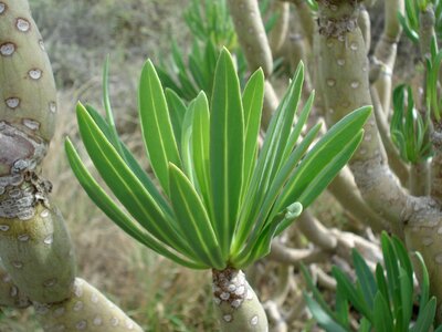 Arizona flower plant