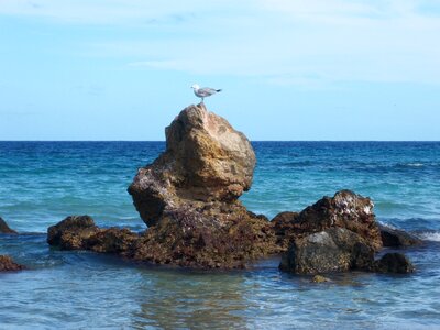 Seagull rock sea photo