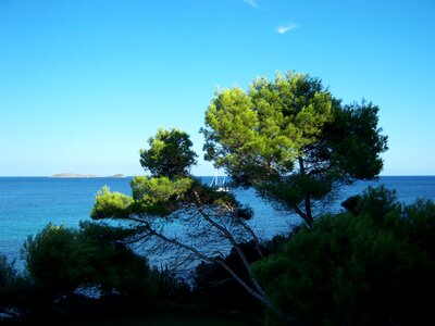 Outlook sea tree