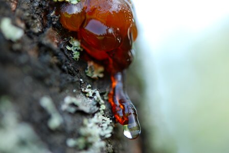 Ant fence birch