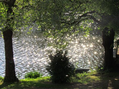 Sparkle tree lake