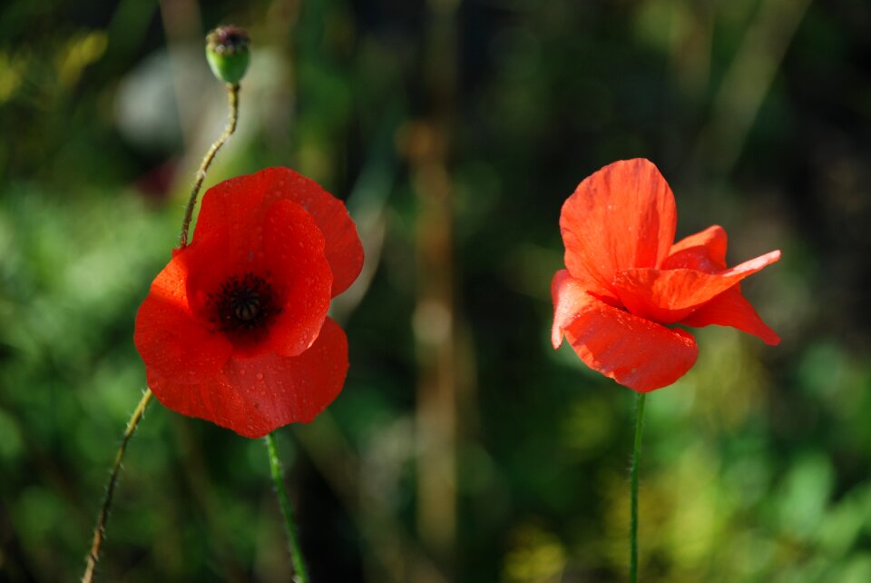 Holland netherlands flowers