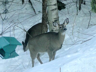 Winter feeding foraging