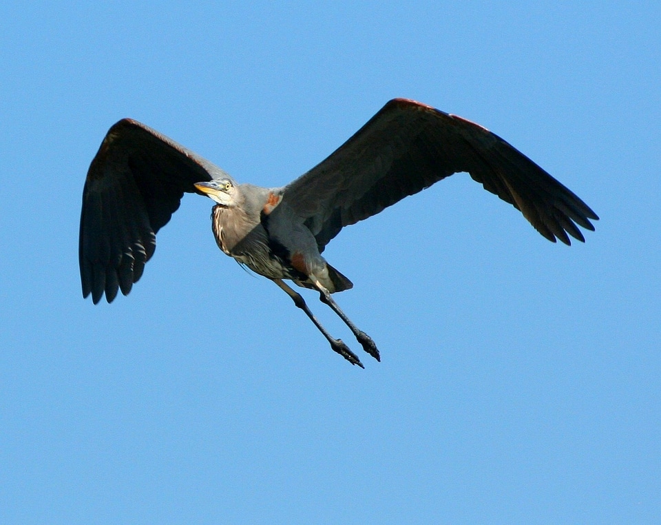 Crane water bird wildlife