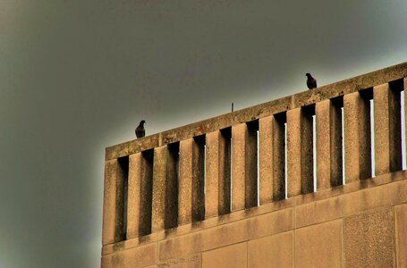 Doves wings flying photo