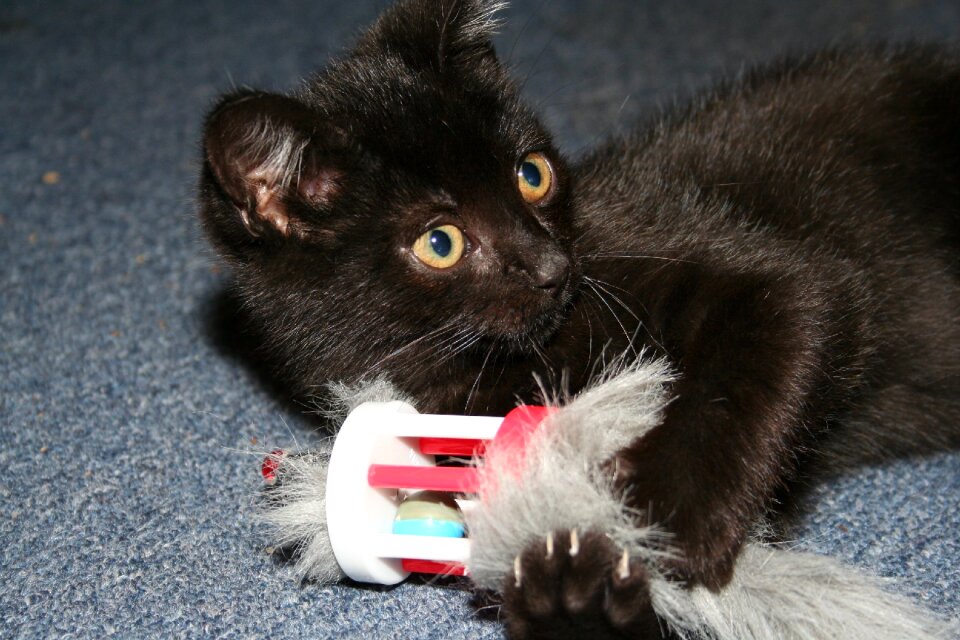 Black animals play