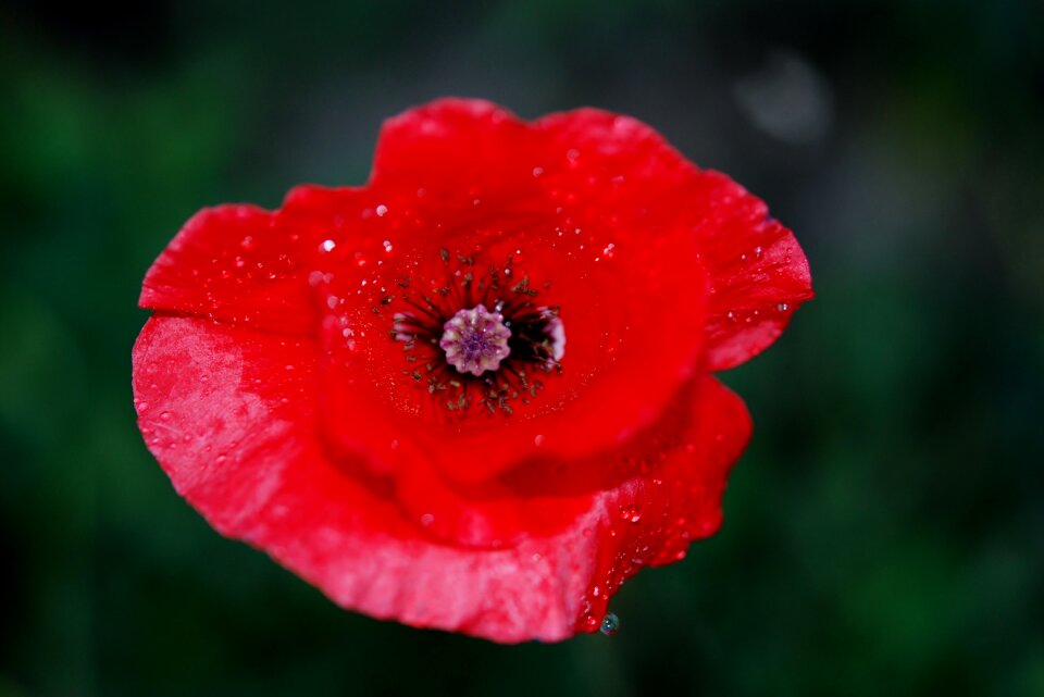 Poppy red blossom