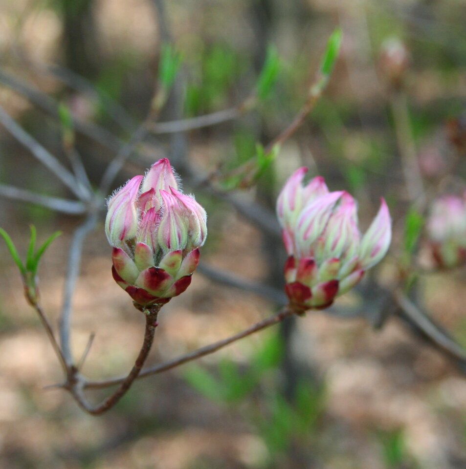 Flower buds spring