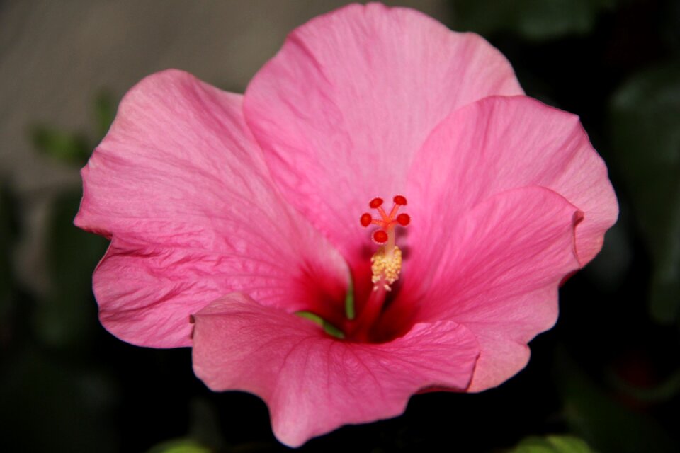 Blossom bloom hibiscus