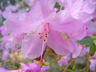 Color colorful bloom