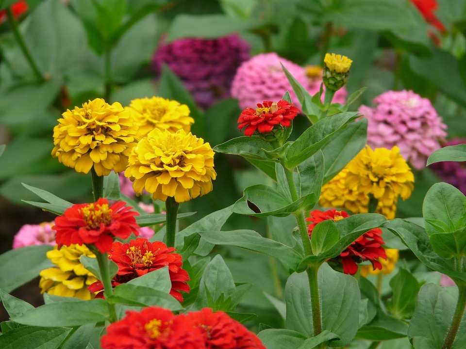 Color zinnia violacea zinnia elegans