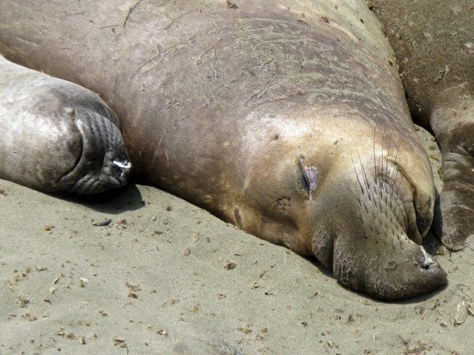 Sea lions california highwag nr 1