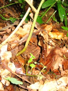 Nature animals toad photo