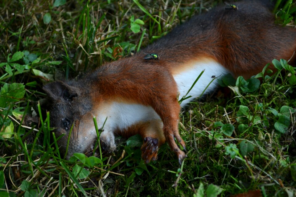 Dead animal wildlife death