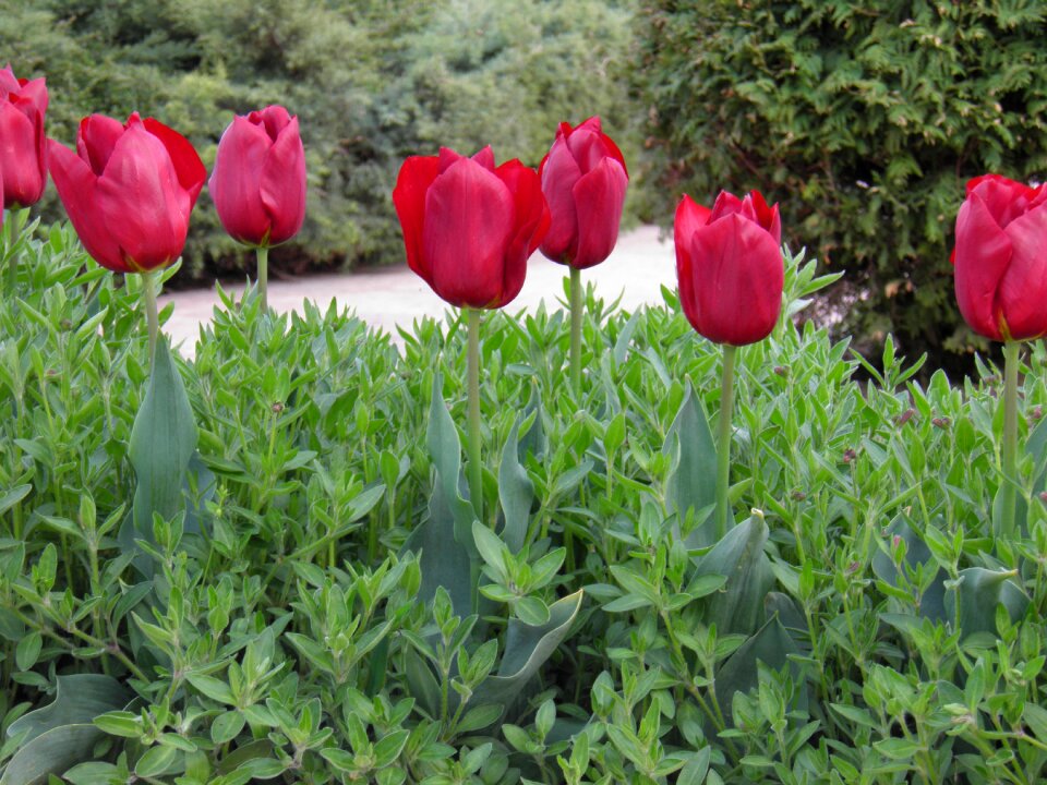 Tulips flower tulip