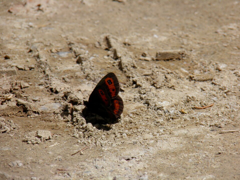 Butterfly butterflies sand