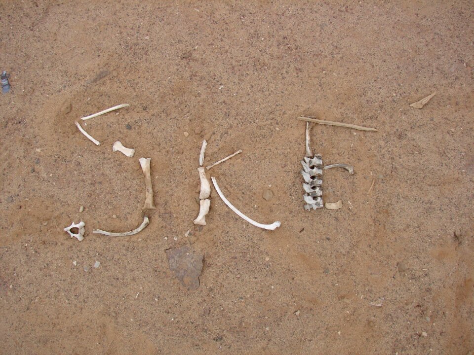 Skeleton coast desert bone