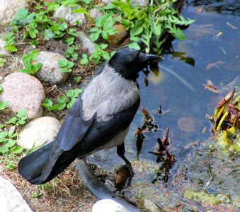 Animal bird crow photo