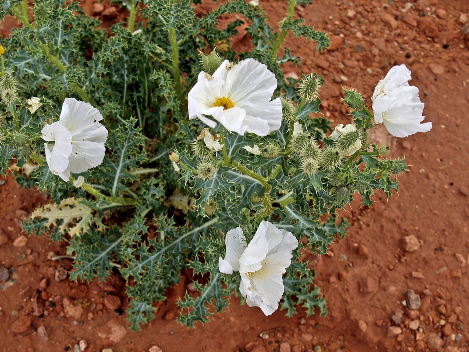 Yellow desert flora