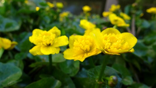 Yellow nature plant