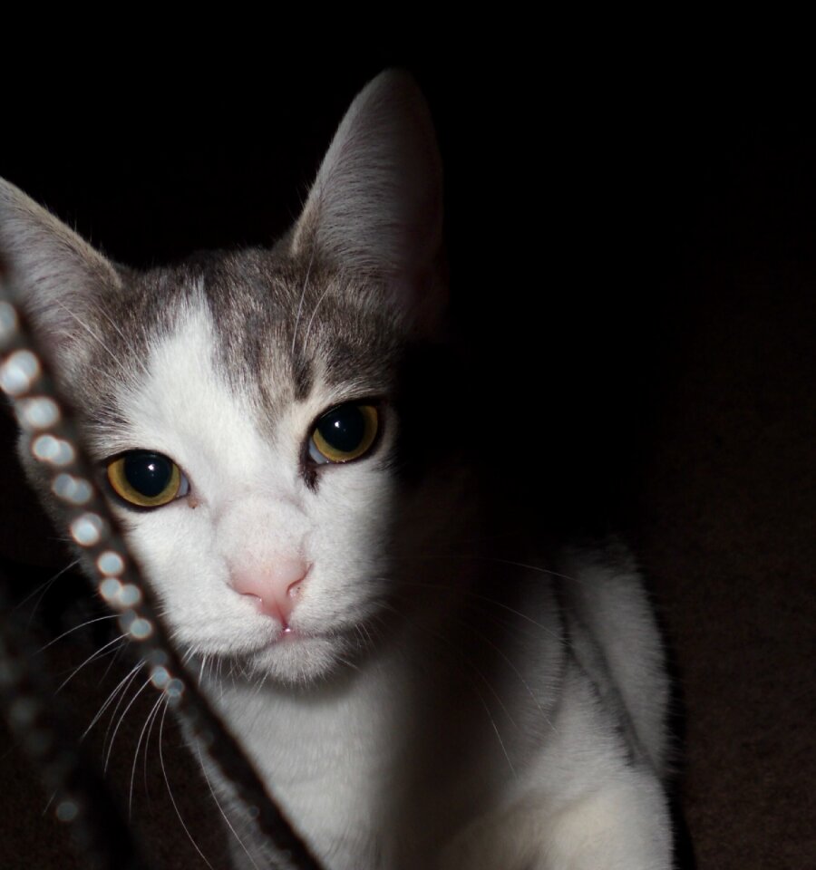 Cute kittens animals