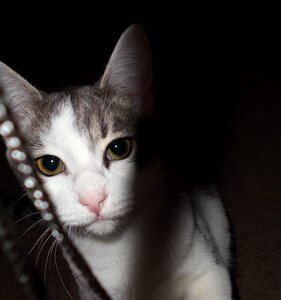 Cute kittens animals