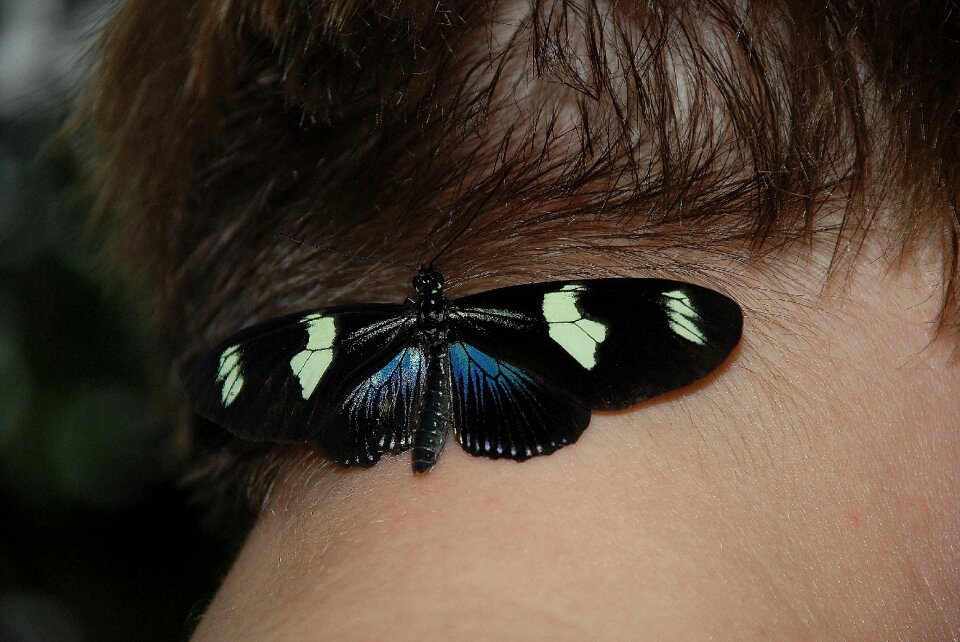Insect butterflies animals