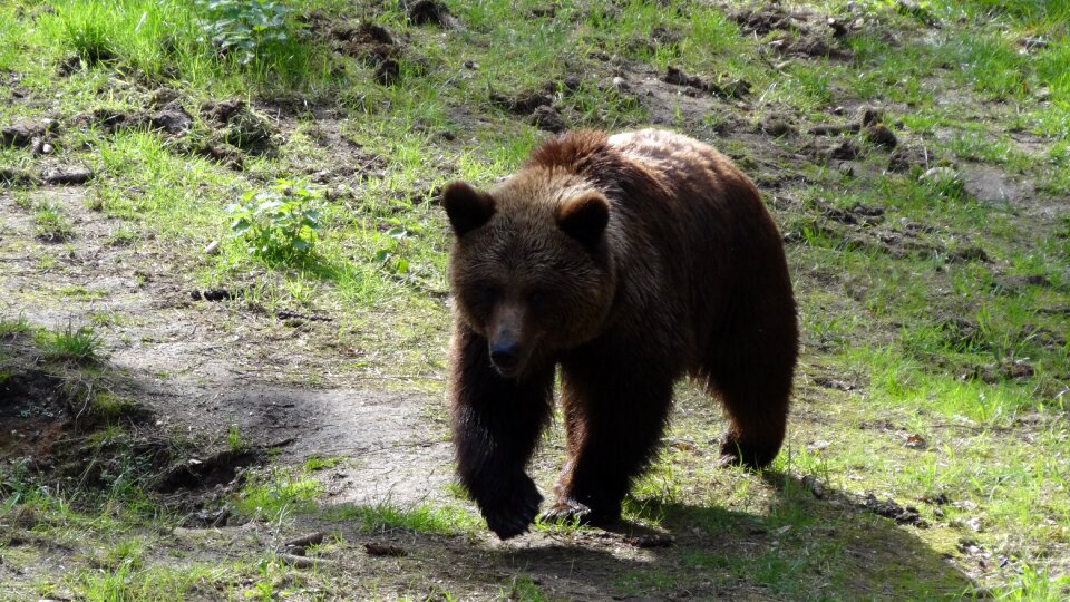 Forest forests brown bear