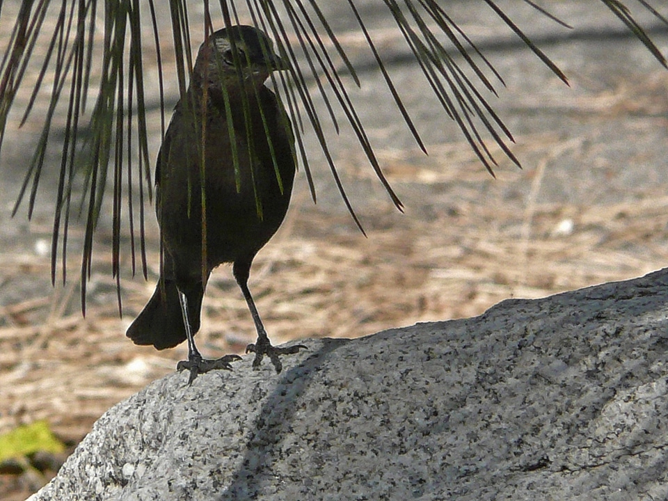 Rock nature black