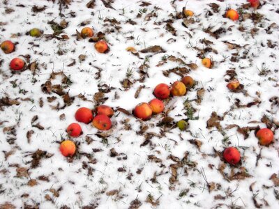 Winter fruit litter meadow