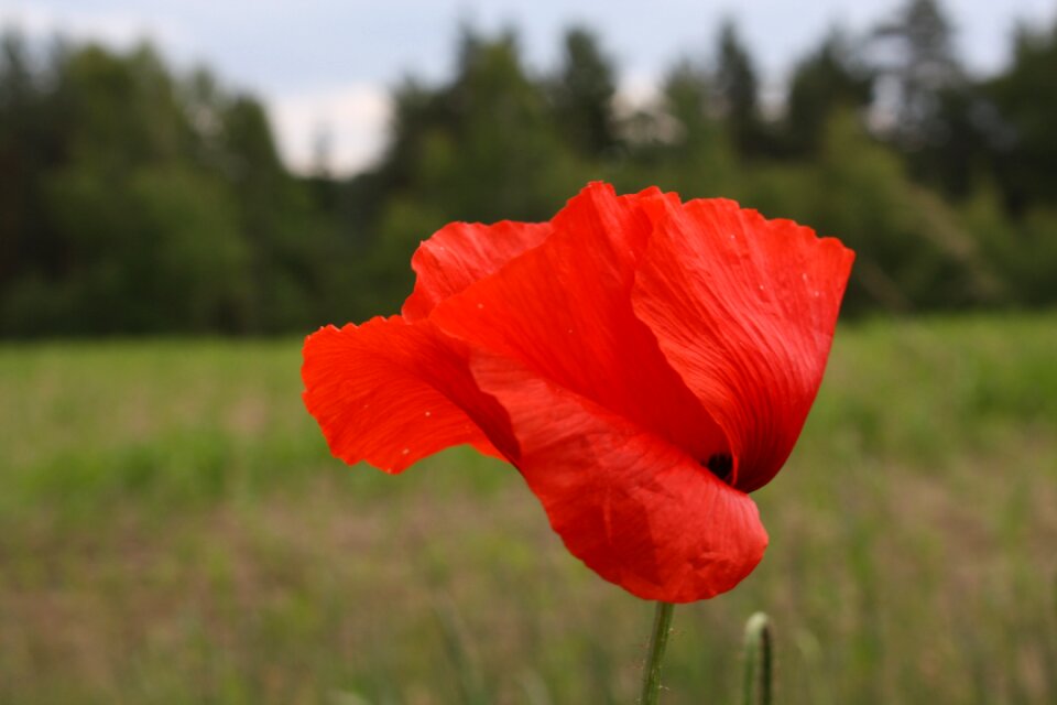 Flower poppy wild flower